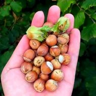 Саджанець Фундук Ямхіл в контейнері